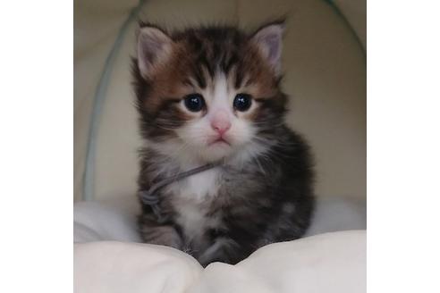 成約済の埼玉県のサイベリアン-14857の1枚目